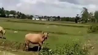 Download lagu Sapi lucu diteriak hey tayo malah melirik😂 mp3
