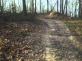 Tree Poachers Strike Again