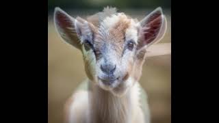 #Short Relaxation Break: Adorable Goat - Part 1