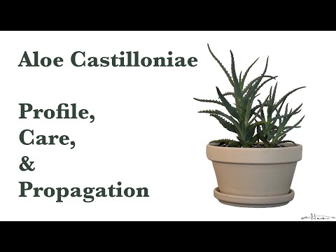 Aloe Castilloniae Profile, Care, Propagation