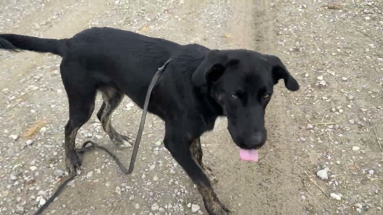 Enlarge Ralphie, a Adoptable mixed breed in Green Ridge, MO video 5/5