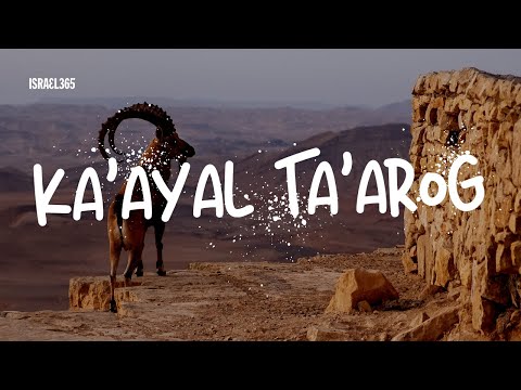 Ka’ayal Ta’arog (As the Deer Longs) by Nomi Teplow