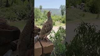 Download lagu Suara burung partridge mp3