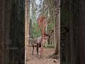 Looks unreal…😱 #deer #shedding #red #antlers #animals #wildlife #forest #shorts