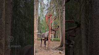 Looks unreal…😱 #deer #shedding #red #antlers #animals #wildlife #forest #shorts