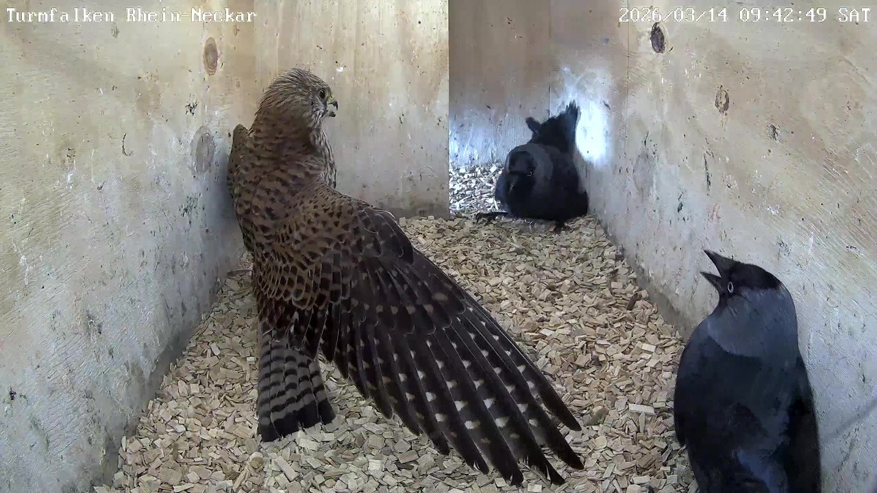 Turmfalke kämpft & verteidigt Nistkasten gegen Dohlen | 14.03.2026