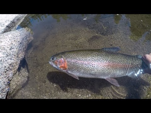 Fang og tilbered en regnbueørred 