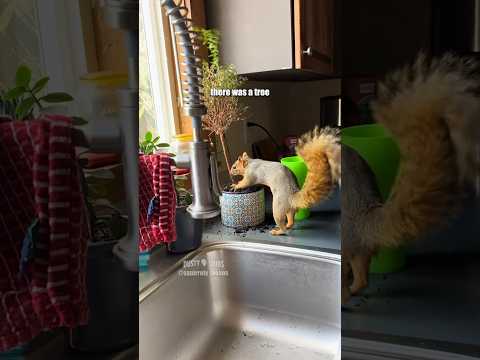 🌴🐿️ Squirrel Song / VO'd with permission from squirrely_beans (TT) #shorts