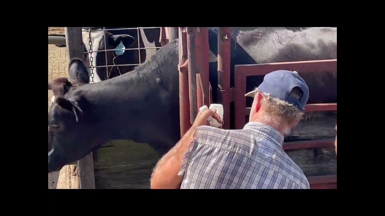 Sorting and Vaccinating Heifers and Dry Cows
