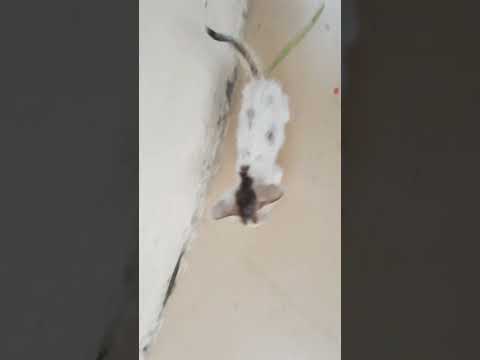 #shridhar #animatedcomedy #Kidavideo#  # cat#funny #cartoon#shridhar #viralvideo #cartooncat😻😻😻🐈🐈🐈🐈