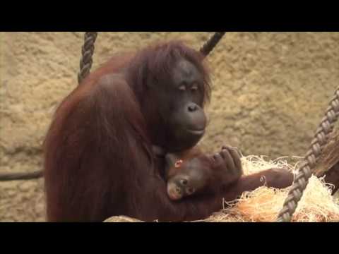 Orang-Utan-Babys im Rostocker Zoo