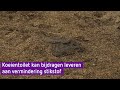 Doetinchems bedrijf ontwikkelt machine die koeienmest kan oprapen