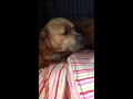 Odie Puts Himself On Time Out