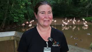 Greenville Zoo Hatches Flamingo Chicks for the First Time