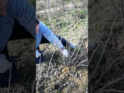 Orezivanje grma ribizla, biodinamicki uzgoj, OPG Vukelic