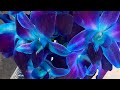 The most BLUE orchids ever!