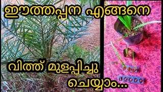 Date Palm Tree / ഈത്തപ്പന  വീട്ടിൽ എങ്ങനെ വളർത്താം/ How To Grow Dates At Home From Seed In Malayalam