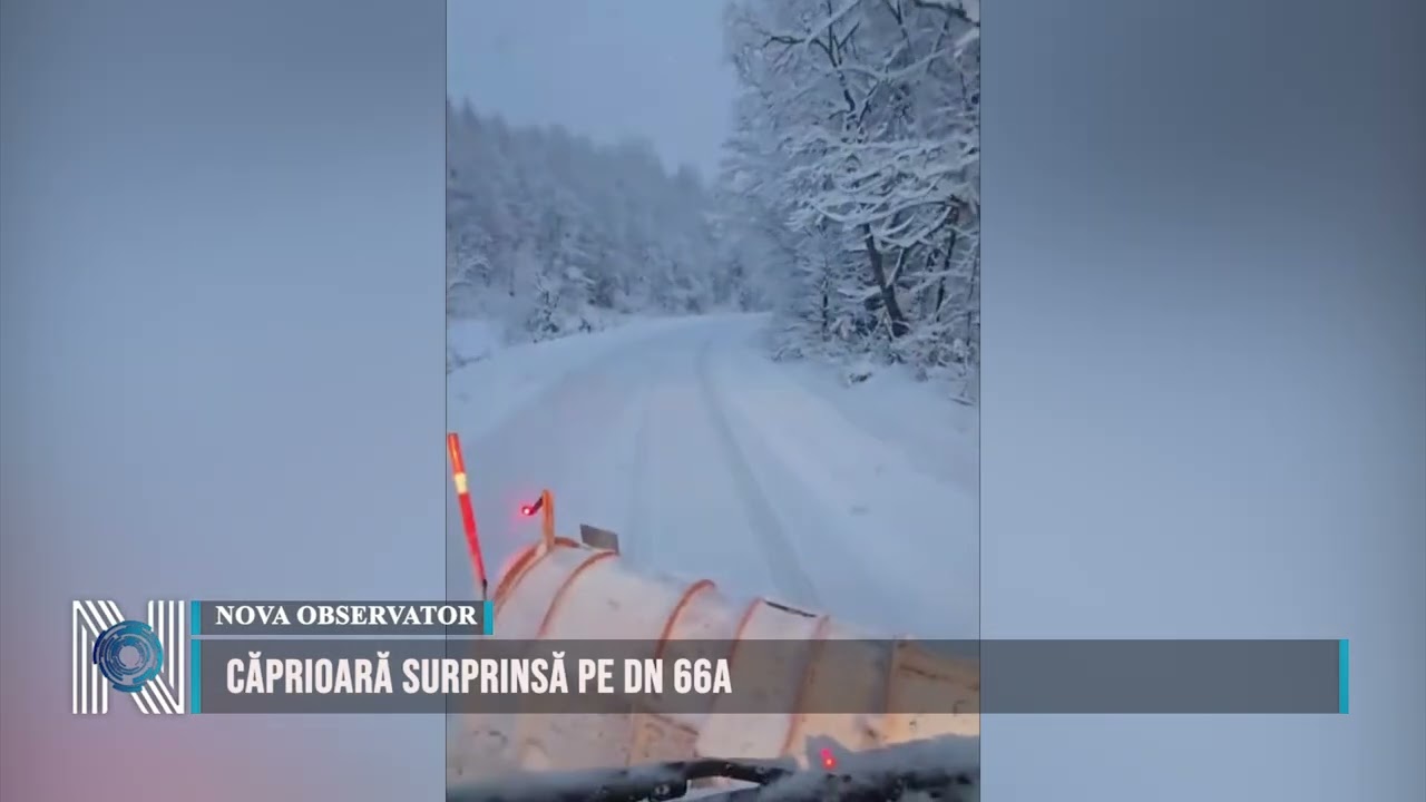 Căprioară surprinsă pe DN 66A