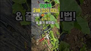 단호박 2배 많이 달리는 순치기&줄기 유인 방법 #단호박순치기 #shorts