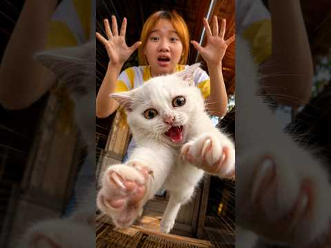 Mèo con 2