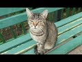 Hungry Cat Is Waiting For Food On The Bench