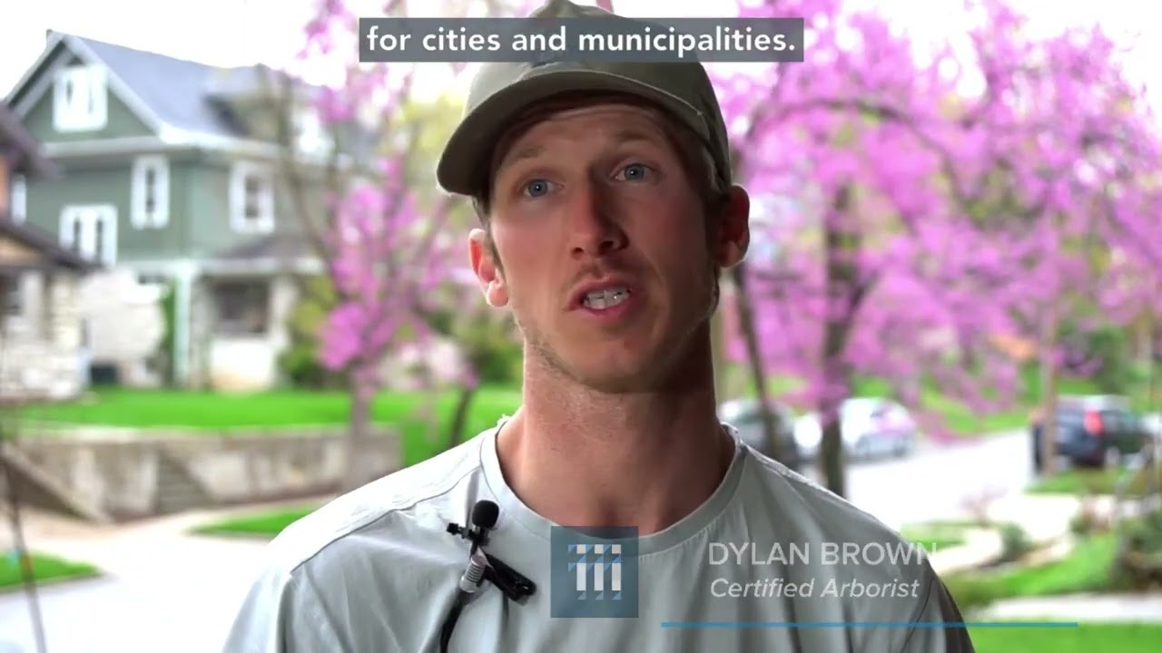 Preventing trees from falling