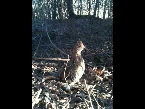 Trying to Feed a Roughed Grouse