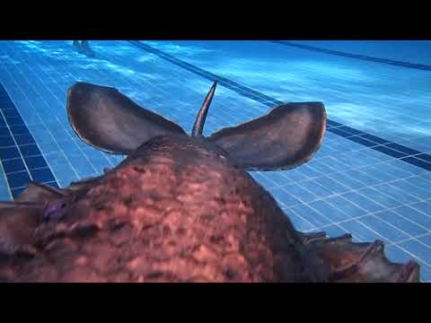 mermaid aquata 2019 03 12