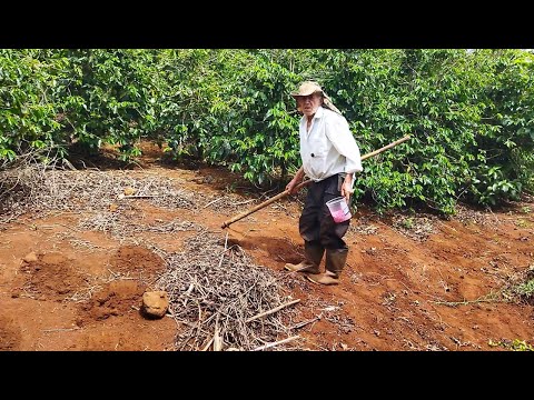 GENESIO AINDA CONTINUA NO CABO DA INXADA NA ROÇA, ele encima enquanto ele plantava Milho e feijão