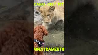 MELHORES HORRIOS PARA PASSEAR COM SEU CACHORRO DE ESTIMAO #SHORTS