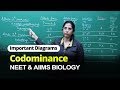 NEET Biology Codominance Important Diagram In English Misostudy