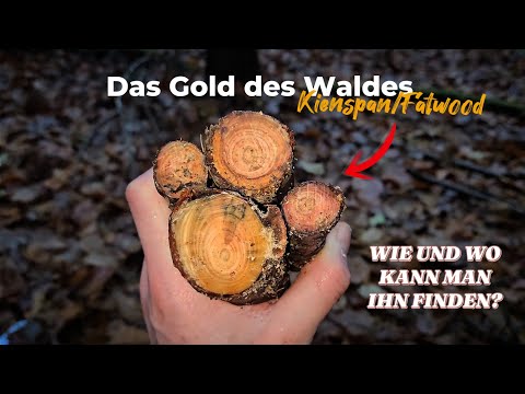 Kienspan erkennen sammeln ernten!  Wie findet man Kienspan/Fatwood? Zunder Feuerstarter | Deutsch