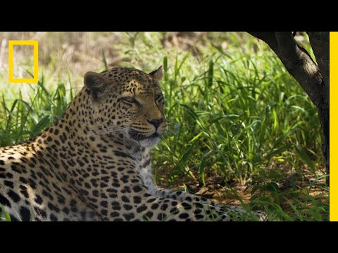 保護豹子不受人類和野生動物衝突的影響｜國家地理雜誌 (Protecting Leopards From Human & Wildlife Conflicts | National Geographic)