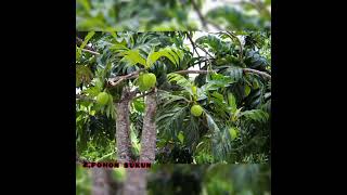 Download lagu 4 jenis pohon penghasil pulut yg sering kita temui mp3