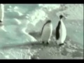 Пингвинчики!!!! 