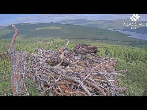 The Loch Arkaig Osprey chicks aren't interested in fish three but eventually go get some 7 Jul 2025