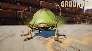 All 4 Green Shield Stink Bug Locations | Grounded