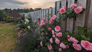 Bahçemdeki açık ara en güzel gül; David Austin Gertrude Jekyll Sarmaşı