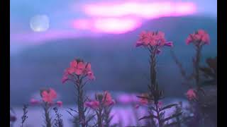 オリジナル曲　月見草