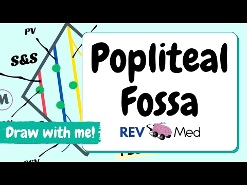 Popliteal Fossa Anatomy: Quick & Easy (Mnemonics)