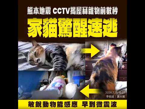 CCTV揭熊本貓 趁地震前數秒 驚醒速逃！敏銳動物能感應早到微震波 防備後到巨震波 @weathermanhk #李鈺廷講天氣 #新聞 #地震