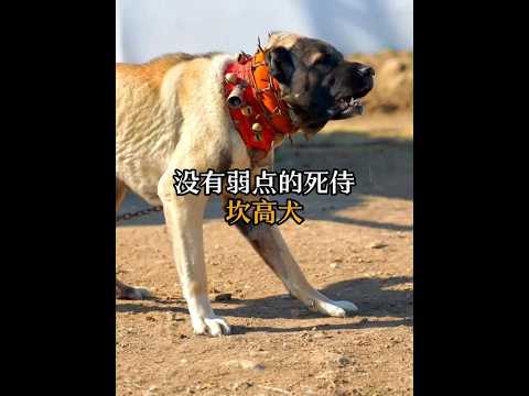渾身是血回來，卻沒有一滴是自己的。 #動物科普 #狗