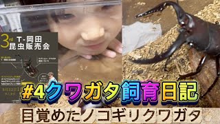 【クワガタ飼育日記】#4目覚めたノコギリクワガタ（T-岡田さんの昆虫販売会）