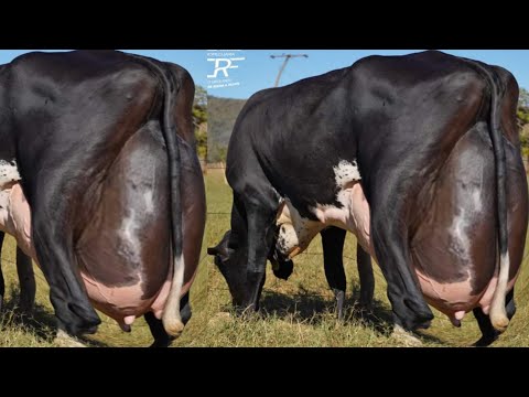 , title : 'World Highest Milking 127Kg Milk Girlando Cow Vs Jersey Cow Breed 70Kg Milk'