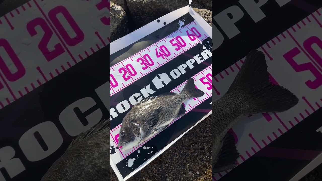 2026 NEW【プールメジャー】使用イメージです