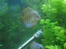 How to setup a discus breeding tank with dieter fish