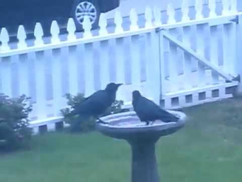 Noisy Crows