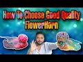 How To Choose Good Flower Horn Fish