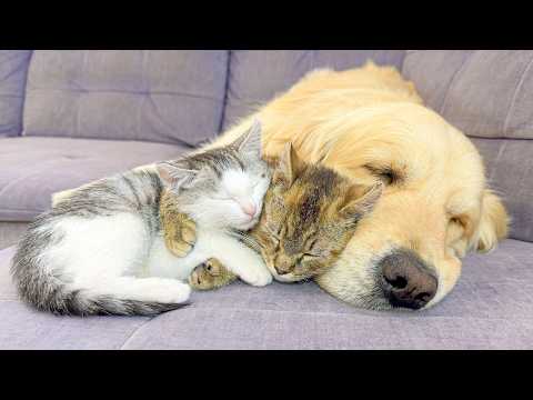 YouTube 썸네일