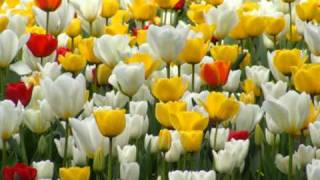 Yours is my heart alone !